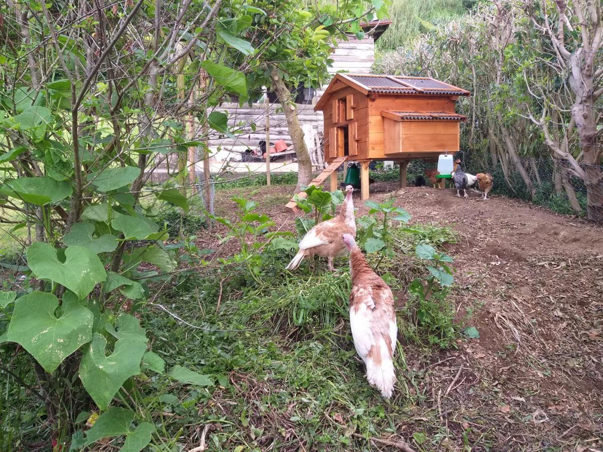 Quinta Da Pavoa - Cottage House 빌라플렝카드켐포 외부 사진